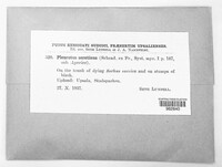 Sarcomyxa serotina image